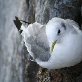 Farne Island Sea Bird